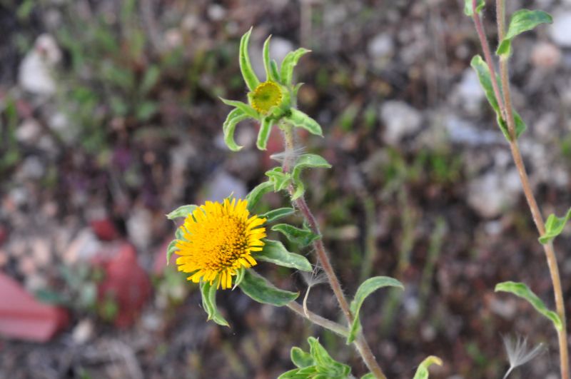 Pallenis spinosa / Asterisco spinoso